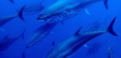 Tuna Tour Experience o bañarse entre atunes en l'Ametlla de Mar