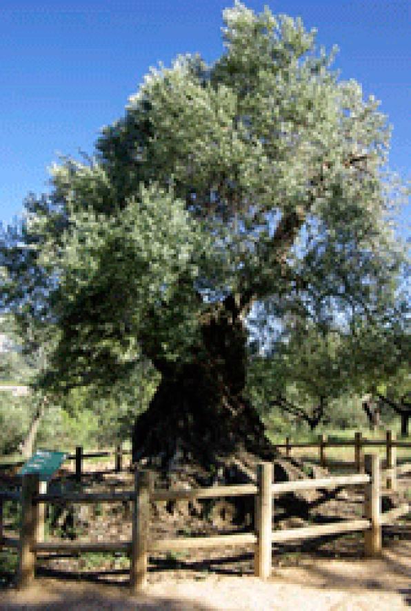 Horta de Sant Joan: Lo Parot, the oldest olive tree