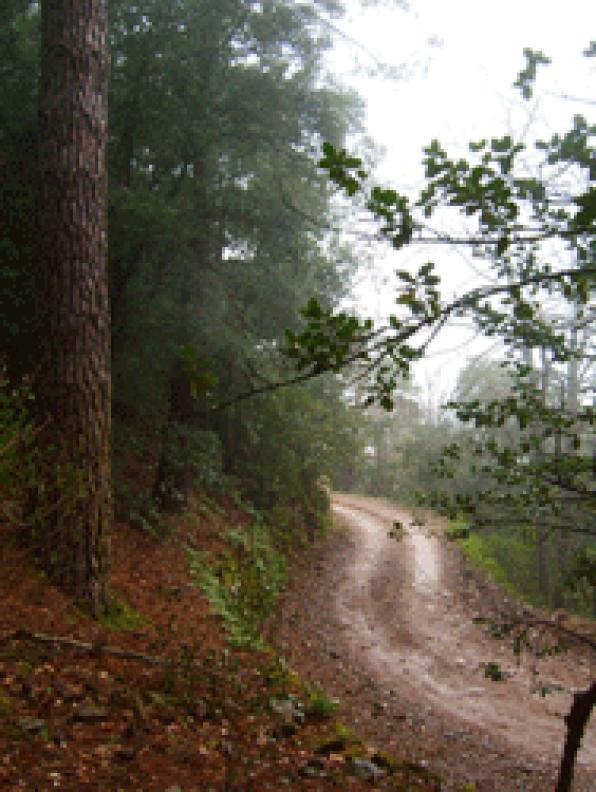 PObletŽs Forest