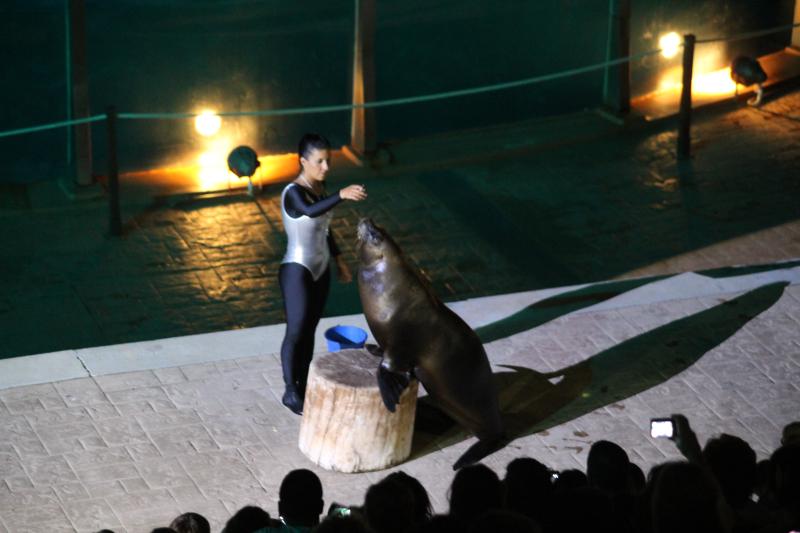 Una leona marina se a&ntilde;ade al show Nocturnia del Aquopolis.