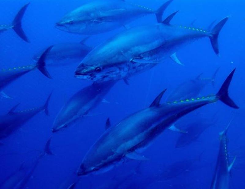 Experiencia Tuna Tour en Ametlla de Mar para ba&ntilde;arse entre atunes