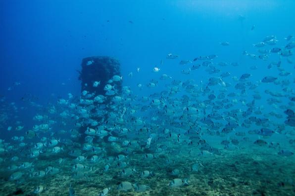 Flora and fauna around the ecological buoys