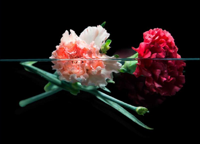 Una de las imagenes de la exposici&oacute;n "Natures Intemporals"