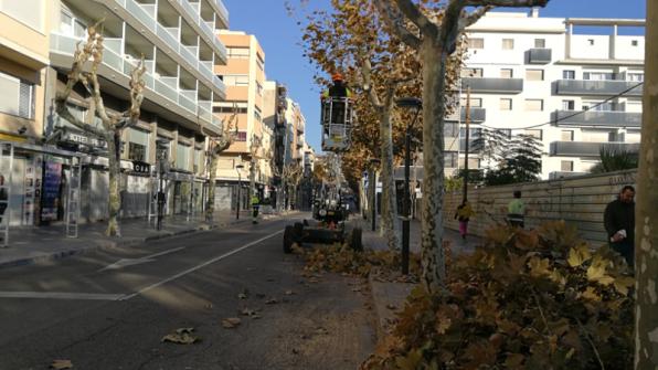 Salou compta amb més de 10.000 arbres de diverses espècies