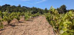  Green vineyards by the sea or recover historical varieties of grapes