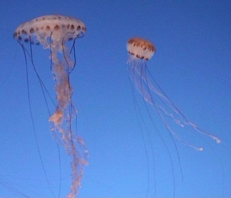 Catalunya seguir&aacute; v&iacute;a sat&eacute;lite los bancos de medusas para evitar que lleguen a las playas