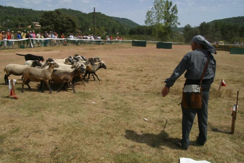 El Concurso Internacional de Habilidad de Perros Pastores de Prades ser&aacute; el 2 de agosto