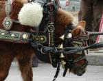 Calafell celebrará la 61a Fiesta de los Tres Tombs