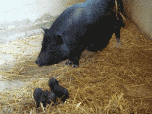 Aqualeon celebra el naixement de dos petits porcs vietnamites