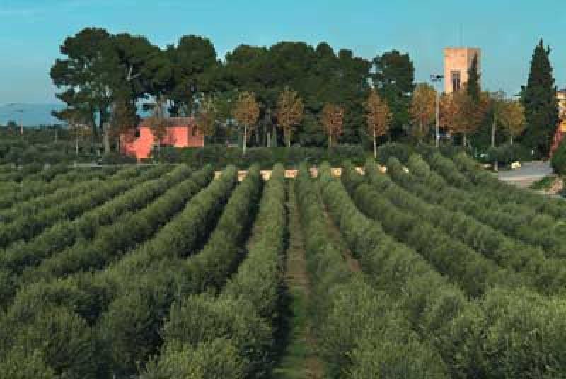 Desayuno popular y fiesta del aceite nuevo en la Boella los d&iacute;as 7 y 8 de noviembre